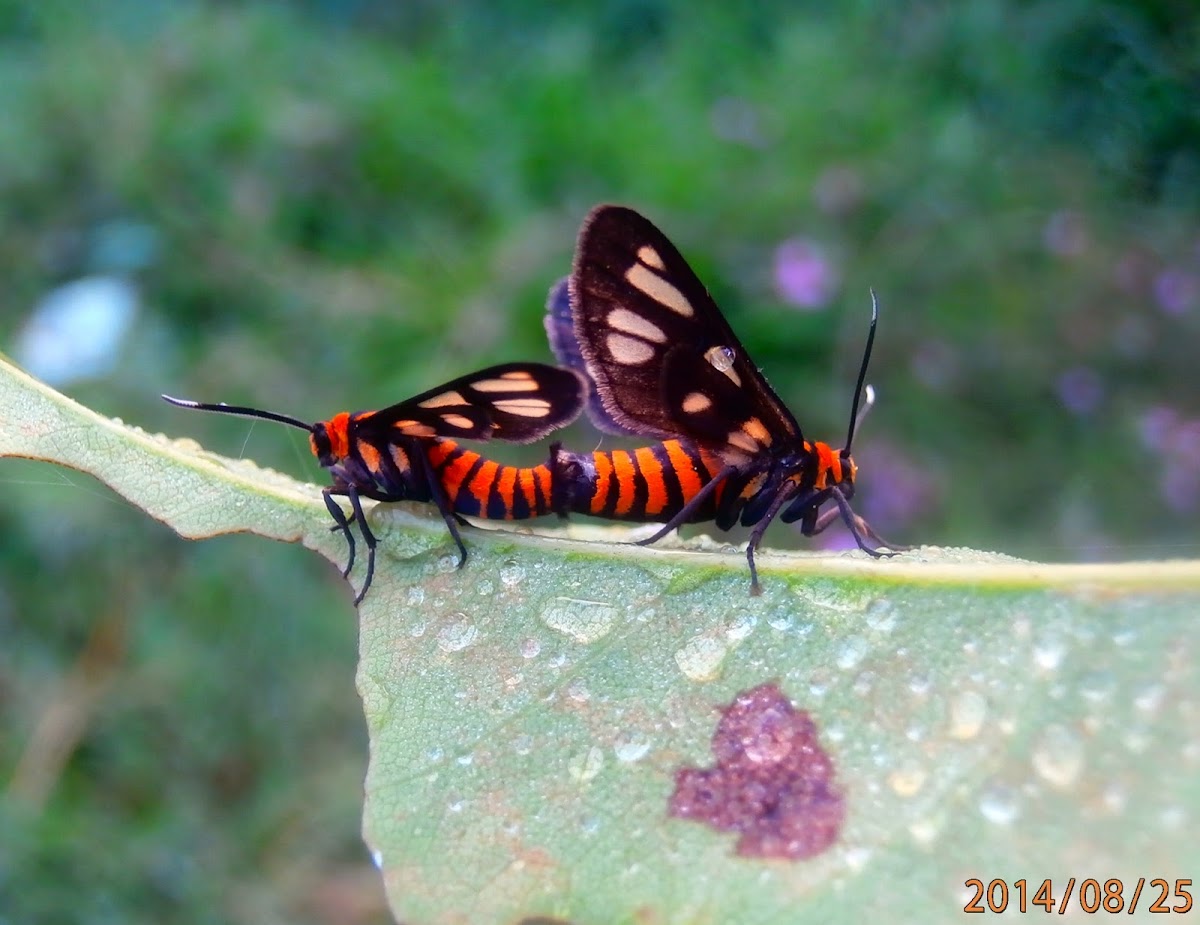 tiger moth