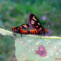 tiger moth