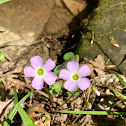 Wood Sorrel or False Shamrocks