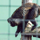 Yellow-breasted Capuchin