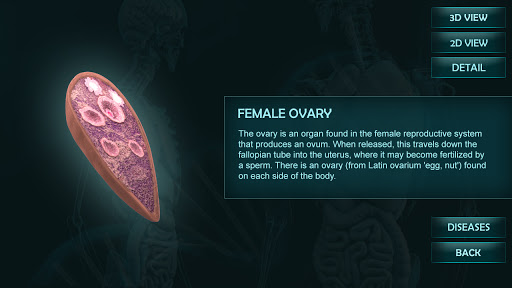 Screenshot Female Reproduction system 3D