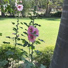 Hollyhock