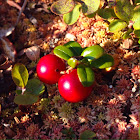 Northern Mountain Cranberry