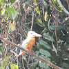 Stork-billed Kingfisher