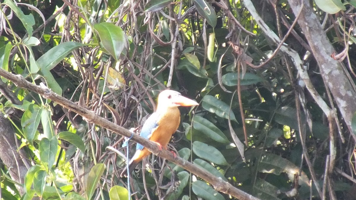 Stork-billed Kingfisher