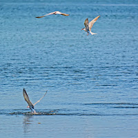 a pesca .... in tre  di 