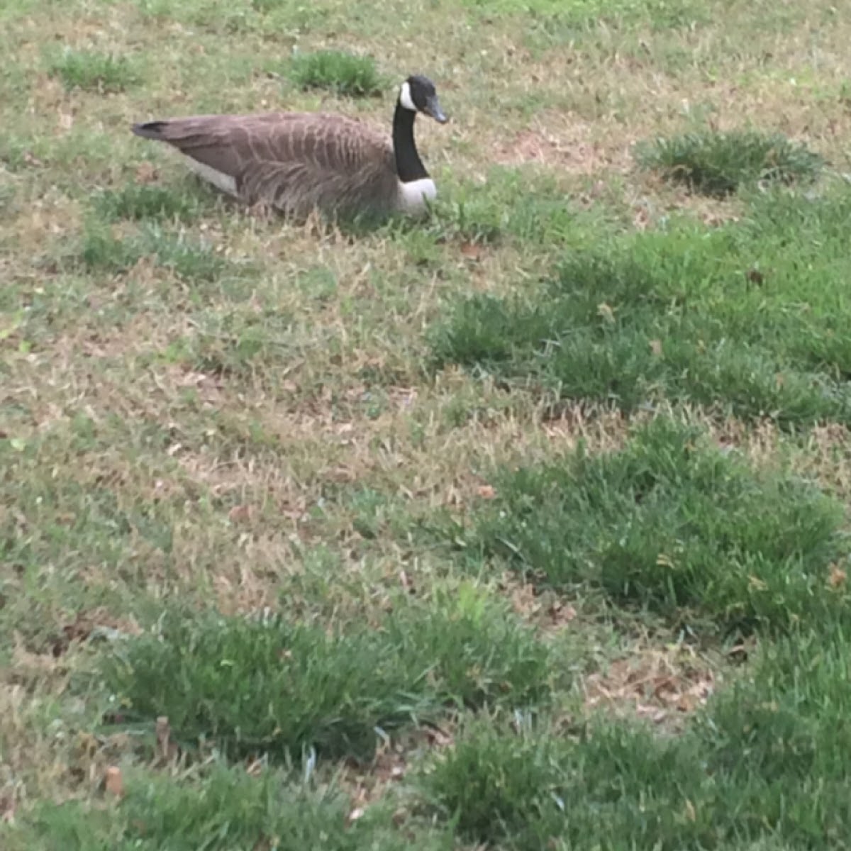 Canada Goose