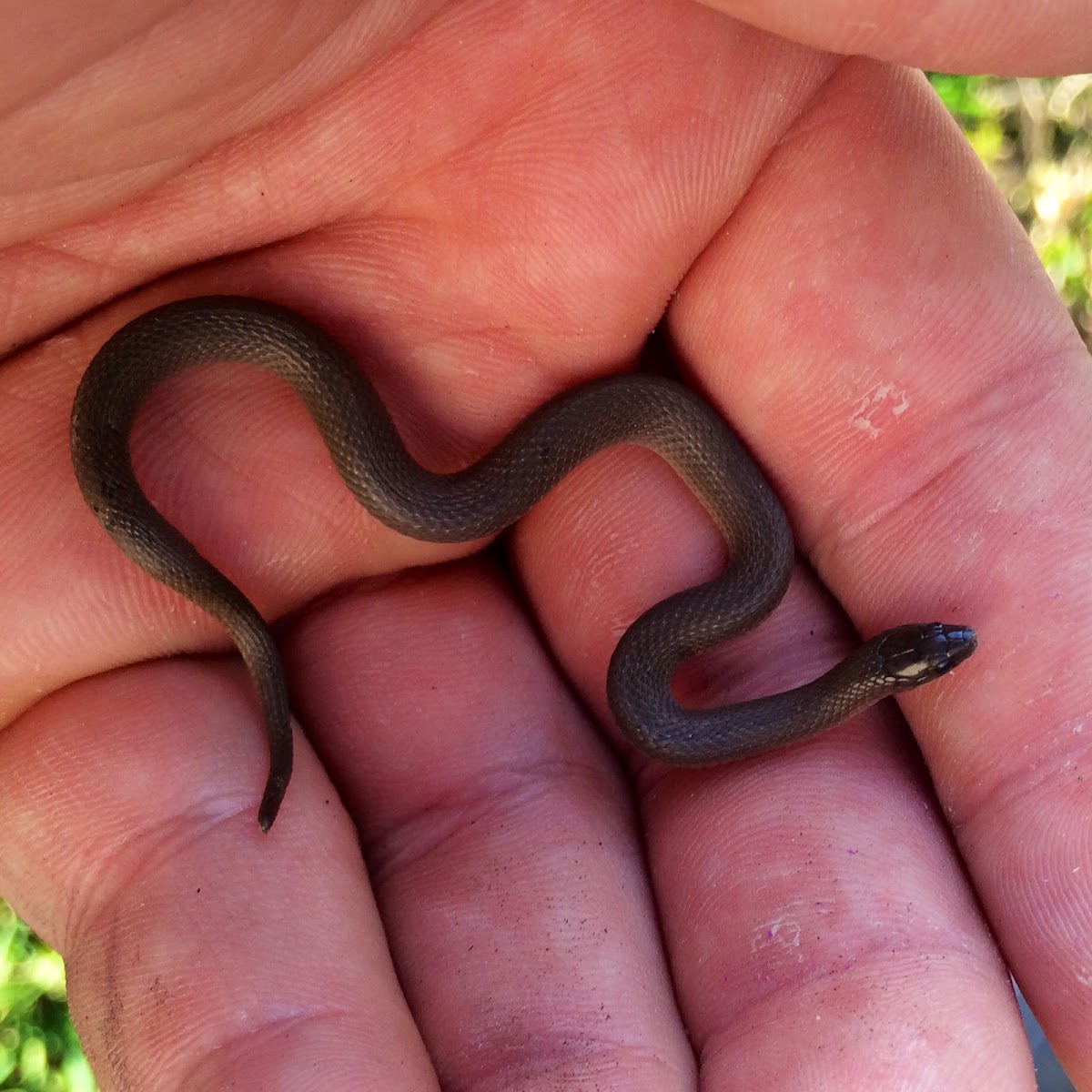 Rough Earth Snake