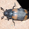 Pleasing Fungus Beetle