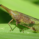 Long-nosed Planthopper