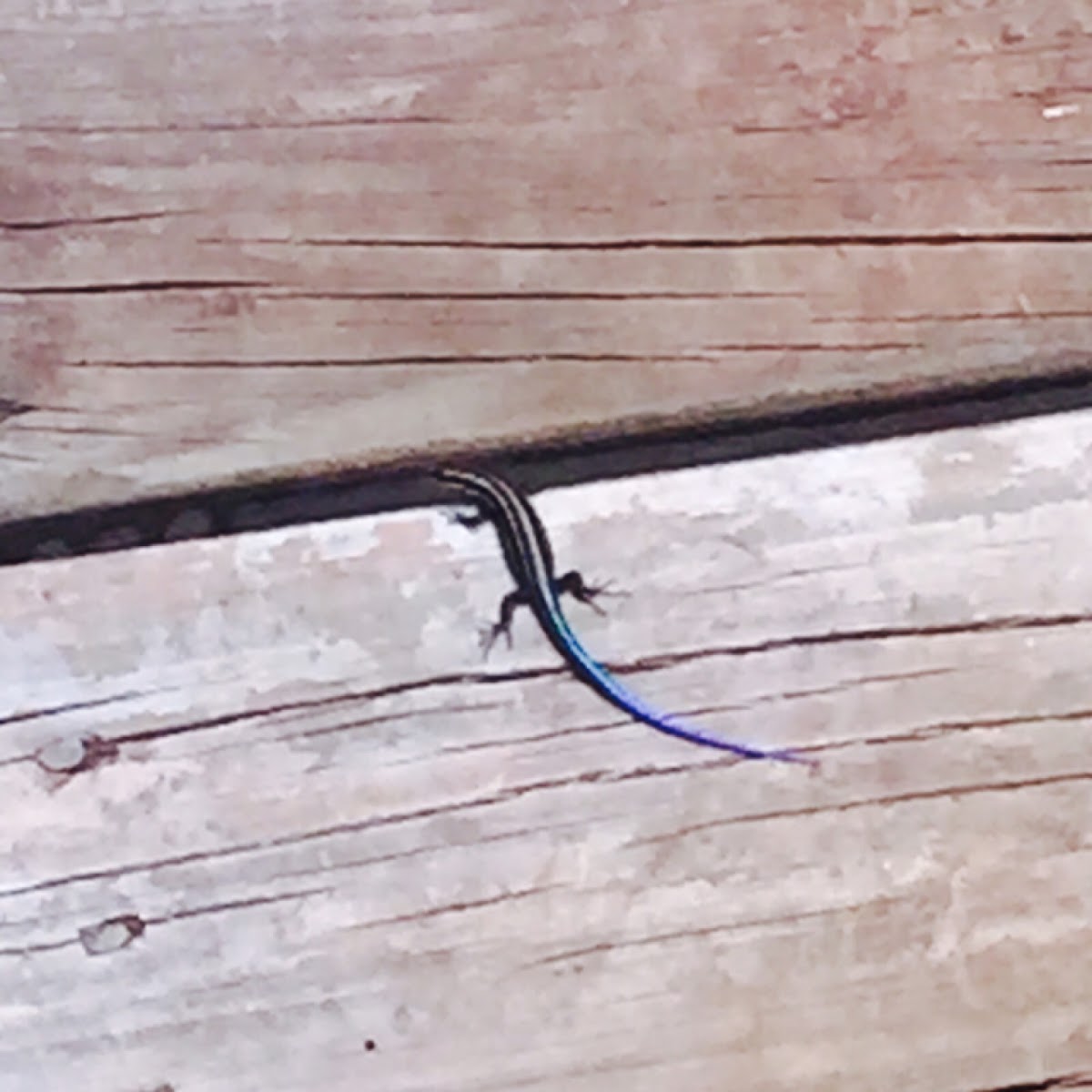 Five-lined Skink