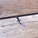 Five-lined Skink