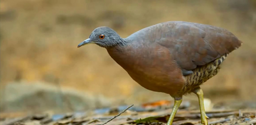 Canto De Curio Praia Classico Mp3 Gratis Mp3 Canto De Inhambu Guacu On Windows Pc Download Free 8 3 Com Hasilpanendev Mp3 Canto Deinhambu Guacu