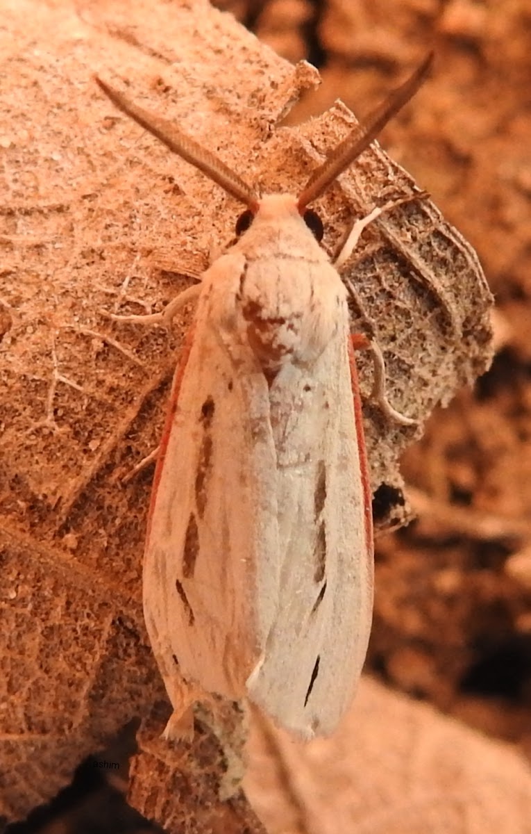 Tiger Moth