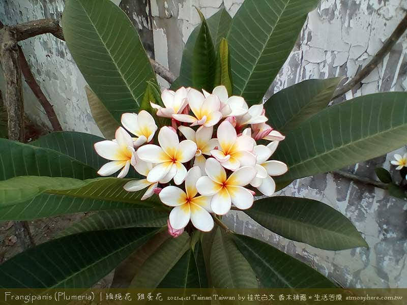 雞蛋花  plumeria 2021.4.21 台南
攝影：桂花白文