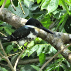 Green Kingfisher [Female]