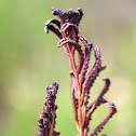 Ostrich fern