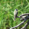 Couch's Kingbird