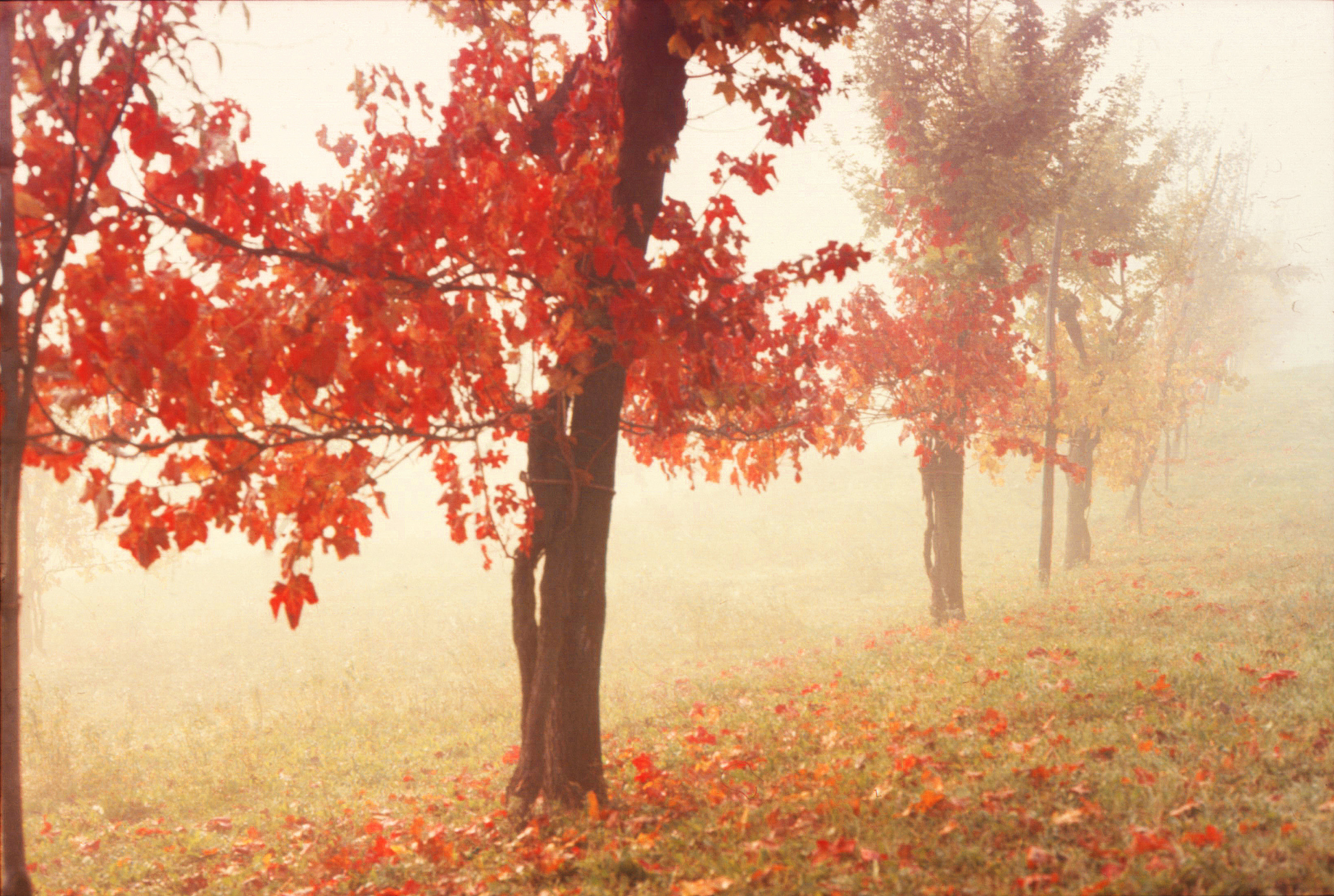 Nebbia tra i filari del Lambrusco di Baia55