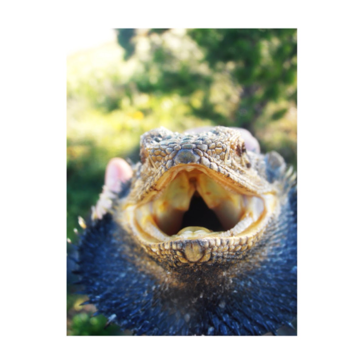 Bearded dragon