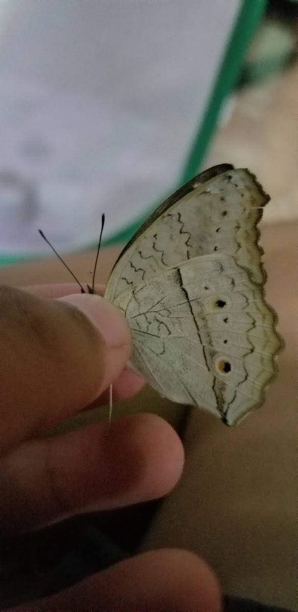 grey pansy butterfly