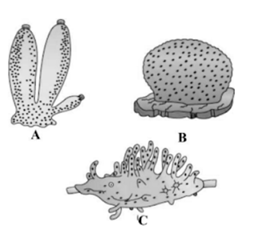 Phylum I. Porifera - The Sponges