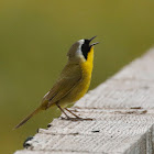 Common Yellowthroat