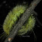 American Dagger Moth