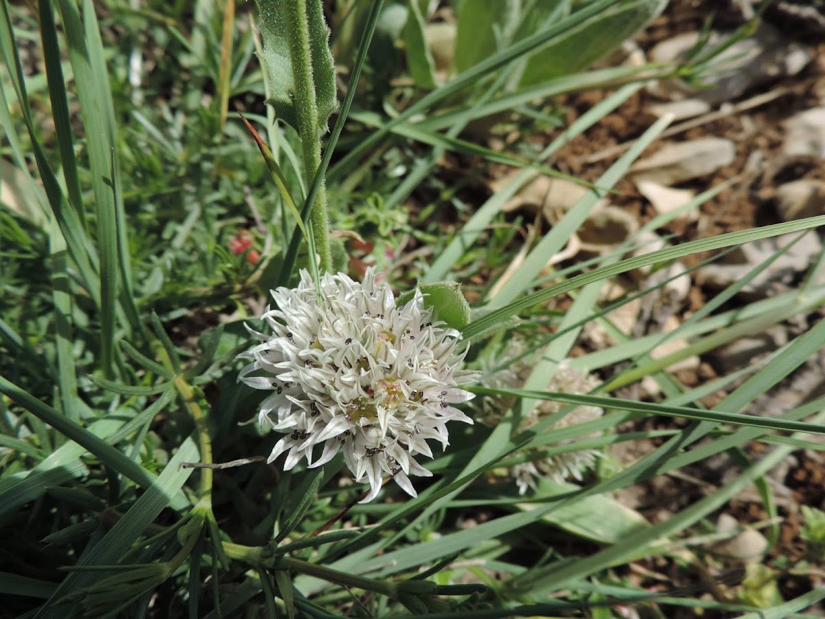 Lebanese garlic