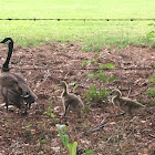 Canada Goose