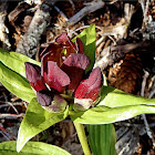 Purple Gentian