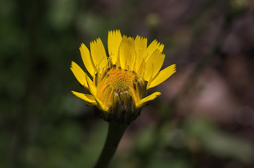 Hypochaeris radicata