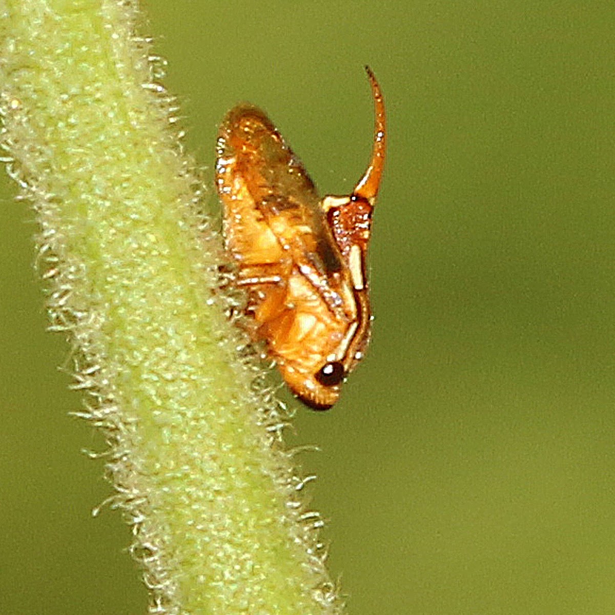 Tube Spittlebug