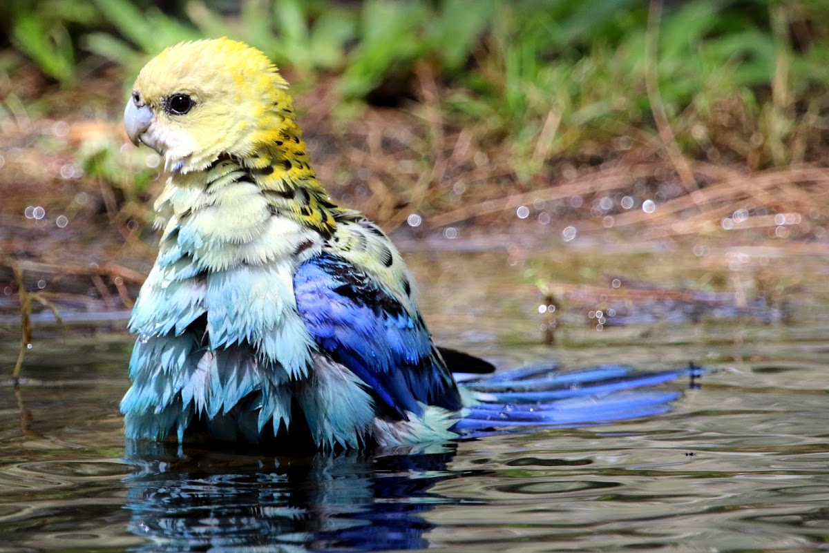 Pale-headed Rosella