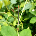 Orange-tailed marsh dart