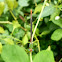 Orange-tailed marsh dart