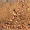 White-tailed Stonechat