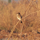 White-tailed Stonechat