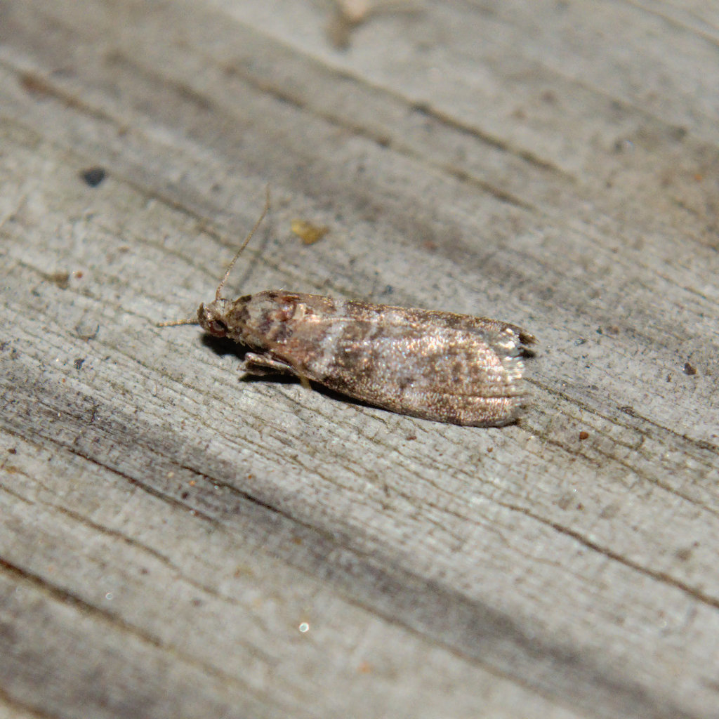 Sweetgum Leafroller Moth