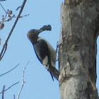 Red-headed Woodpecker