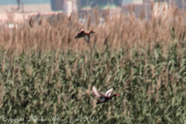 Red-crested Pochard; Pato Colorado