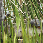 Peninsula Cooter Turtle