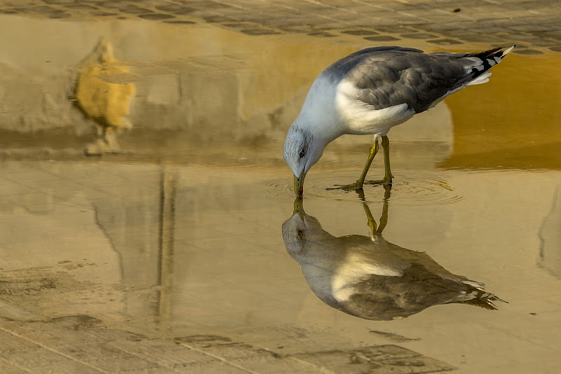 Colombo di Trapani di mirella_cozzani