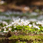 Wood sorrel