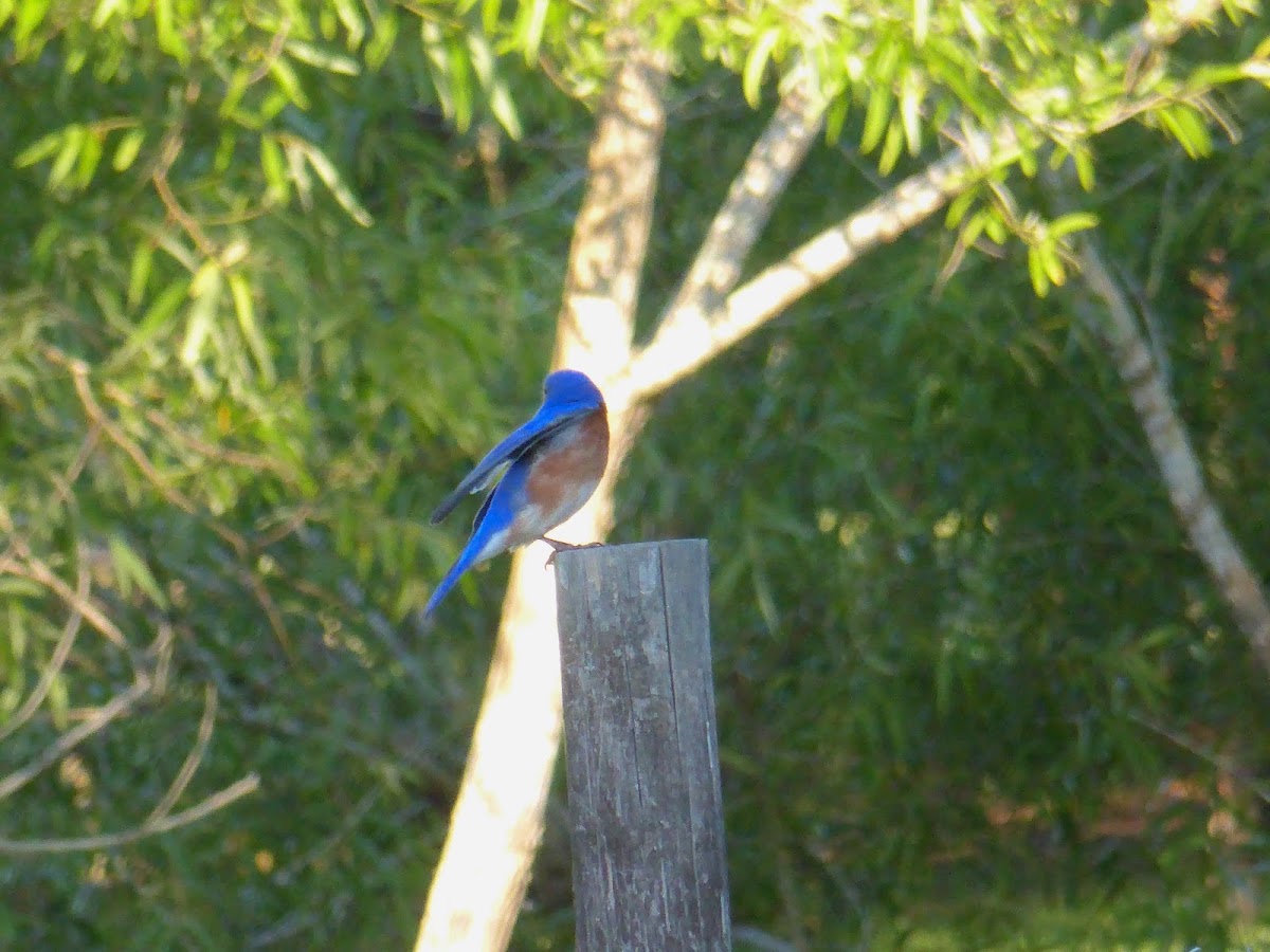 Eastern Bluebird