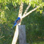 Eastern Bluebird