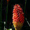 Red Hot Poker