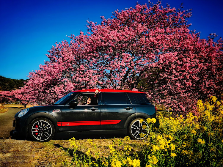 ミニ クラブマンのMINI乗りさんと繋がりたい・F54JCW・f54 mini  clubman・河津桜とコラボ・菜の花と愛車に関するカスタム事例の投稿画像1枚目