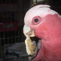 Galah