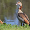 Egyptian goose